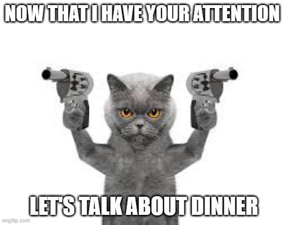 meme by Brad a cat with guns | NOW THAT I HAVE YOUR ATTENTION; LET'S TALK ABOUT DINNER | image tagged in cat,cats,grumpy cat,humor | made w/ Imgflip meme maker