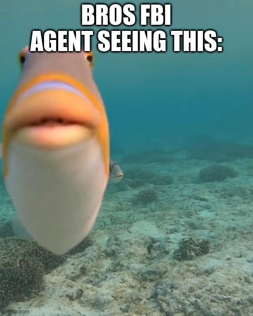 BROS FBI AGENT SEEING THIS: | image tagged in staring fish | made w/ Imgflip meme maker