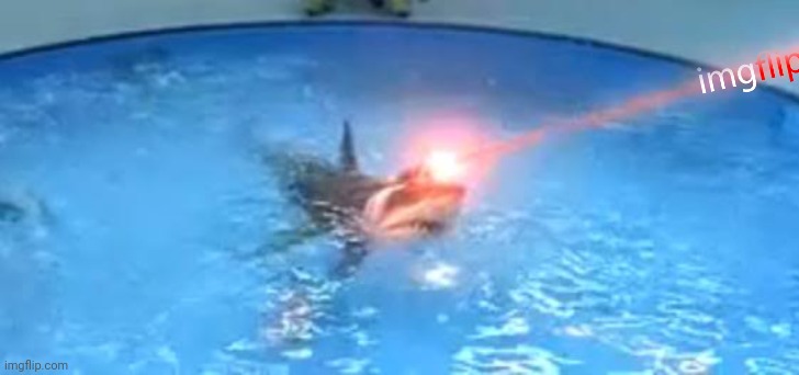 Laser Sharks | image tagged in laser sharks | made w/ Imgflip meme maker