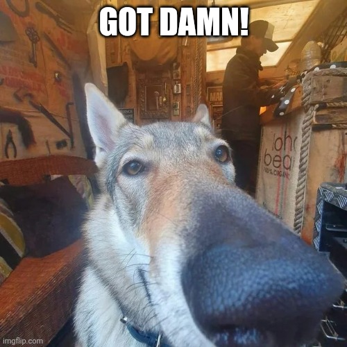 Got Damn Dog | GOT DAMN! | image tagged in got damn dog | made w/ Imgflip meme maker