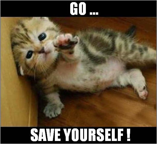 Sad Looking Kitten | GO ... SAVE YOURSELF ! | image tagged in cats,kitten,save | made w/ Imgflip meme maker