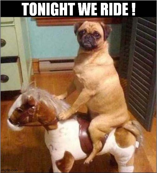 Pug On Rocking Horse ! | TONIGHT WE RIDE ! | image tagged in dogs,pugs,rocking horse | made w/ Imgflip meme maker