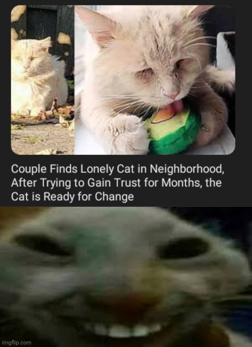 Lonely cat | image tagged in goofy ahh smiling cat,cats,cat,memes,couple,neighborhood | made w/ Imgflip meme maker