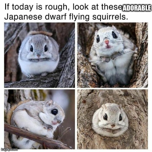 cute | ADORABLE | image tagged in cute | made w/ Imgflip meme maker