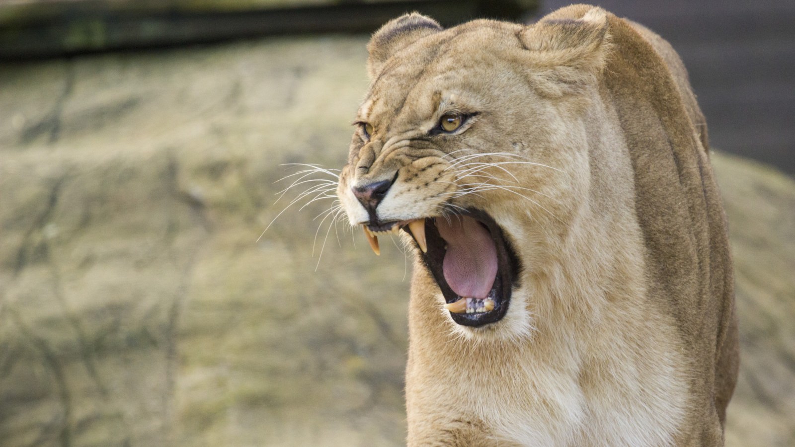 High Quality LIONESS Blank Meme Template