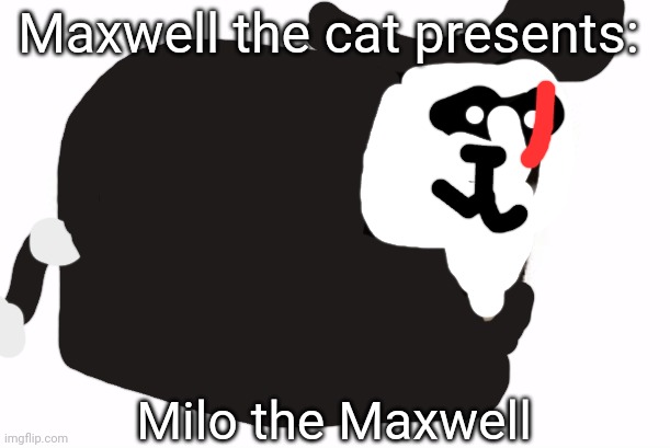 For Anonymous_cat | Maxwell the cat presents:; Milo the Maxwell | image tagged in maxwell the cat,settimana dei meme anonimi | made w/ Imgflip meme maker