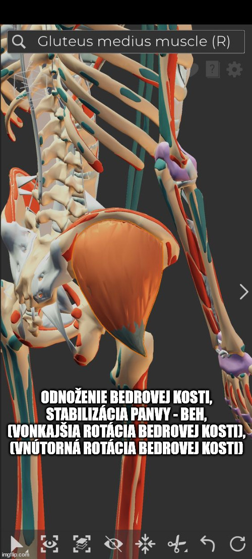 ODNOŽENIE BEDROVEJ KOSTI,
STABILIZÁCIA PANVY - BEH,
(VONKAJŠIA ROTÁCIA BEDROVEJ KOSTI),
(VNÚTORNÁ ROTÁCIA BEDROVEJ KOSTI) | made w/ Imgflip meme maker