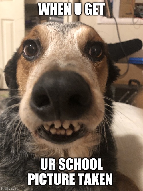 Dawg | WHEN U GET; UR SCHOOL PICTURE TAKEN | image tagged in dawg | made w/ Imgflip meme maker