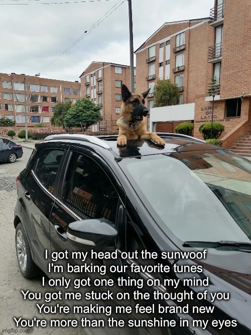 Sunwoof | I got my head out the sunwoof
I'm barking our favorite tunes
I only got one thing on my mind
You got me stuck on the thought of you
You're making me feel brand new
You're more than the sunshine in my eyes | image tagged in dog in a sunroof,woof,dog | made w/ Imgflip meme maker