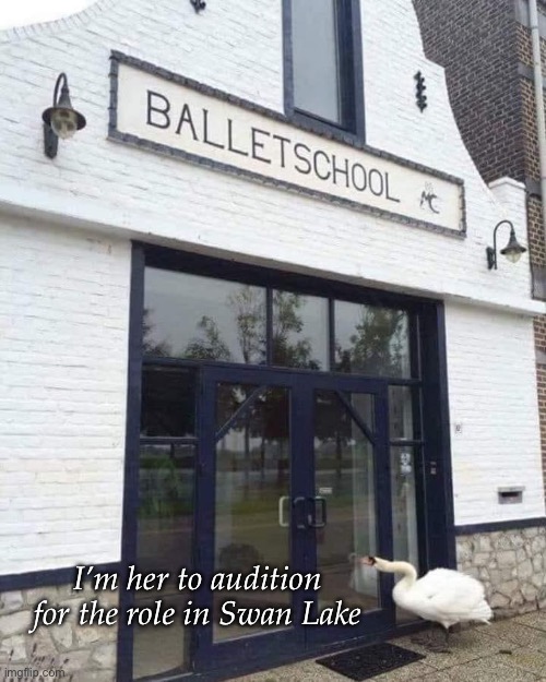 Audition | I’m her to audition for the role in Swan Lake | image tagged in ballet,swan,lake | made w/ Imgflip meme maker