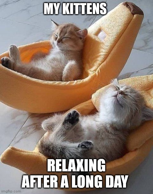 Kittens Relaxing | MY KITTENS; RELAXING AFTER A LONG DAY | image tagged in funny memes | made w/ Imgflip meme maker