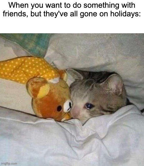 crying cat | When you want to do something with friends, but they've all gone on holidays: | image tagged in crying cat | made w/ Imgflip meme maker