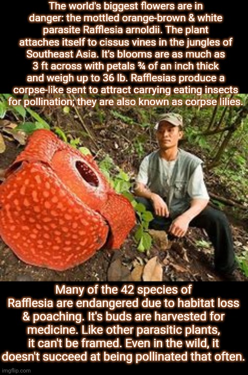 I misspelled "carrion" & "farmed." | The world's biggest flowers are in
danger: the mottled orange-brown & white parasite Rafflesia arnoldii. The plant attaches itself to cissus vines in the jungles of Southeast Asia. It's blooms are as much as 3 ft across with petals ¾ of an inch thick and weigh up to 36 lb. Rafflesias produce a corpse-like sent to attract carrying eating insects
for pollination; they are also known as corpse lilies. Many of the 42 species of Rafflesia are endangered due to habitat loss & poaching. It's buds are harvested for medicine. Like other parasitic plants, it can't be framed. Even in the wild, it doesn't succeed at being pollinated that often. | image tagged in rafflesia,diversity,giants,plants vs zombies,tropical | made w/ Imgflip meme maker