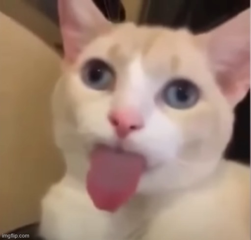 guys new silly cat just dropped | made w/ Imgflip meme maker