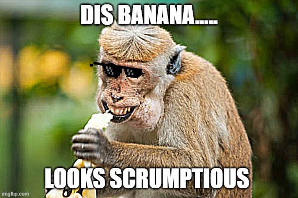 scrumptious banana obsessed monkey | DIS BANANA..... LOOKS SCRUMPTIOUS | image tagged in moonky | made w/ Imgflip meme maker