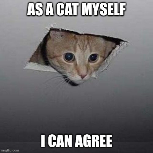Ceiling Cat | AS A CAT MYSELF; I CAN AGREE | image tagged in memes,ceiling cat | made w/ Imgflip meme maker