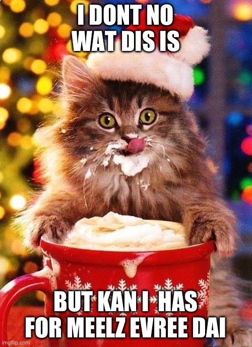 Kat lykes | I DONT NO WAT DIS IS; BUT KAN I  HAS FOR MEELZ EVREE DAI | image tagged in christmas-cat,cat,happy,good | made w/ Imgflip meme maker