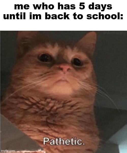 Pathetic Cat | me who has 5 days until im back to school: | image tagged in pathetic cat | made w/ Imgflip meme maker