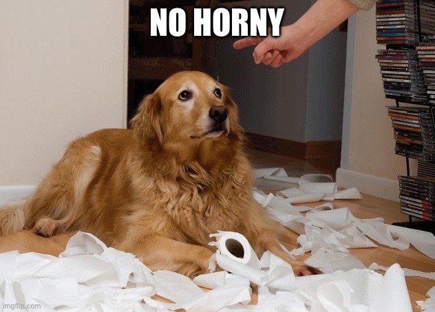 bad dog | NO HORNY | image tagged in bad dog | made w/ Imgflip meme maker