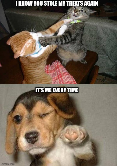 I KNOW YOU STOLE MY TREATS AGAIN; IT'S ME EVERY TIME | image tagged in two cats fighting for real,winking dog | made w/ Imgflip meme maker