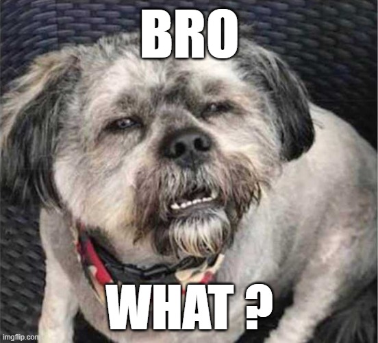 confused dog | BRO; WHAT ? | image tagged in confused dog,bro,confusion | made w/ Imgflip meme maker