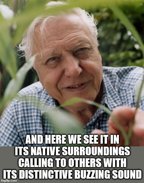 Sir David Attenborough | AND HERE WE SEE IT IN
ITS NATIVE SURROUNDINGS
CALLING TO OTHERS WITH ITS DISTINCTIVE BUZZING SOUND | image tagged in sir david attenborough | made w/ Imgflip meme maker