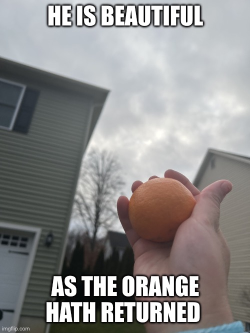 whyyy | HE IS BEAUTIFUL; AS THE ORANGE HATH RETURNED | image tagged in beauty at its finest | made w/ Imgflip meme maker