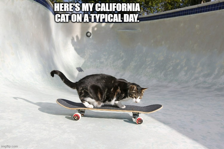 meme by Brad cat on a skateboard California | HERE'S MY CALIFORNIA CAT ON A TYPICAL DAY. | image tagged in california,cat,cats,humor,cat meme,funny cat memes | made w/ Imgflip meme maker