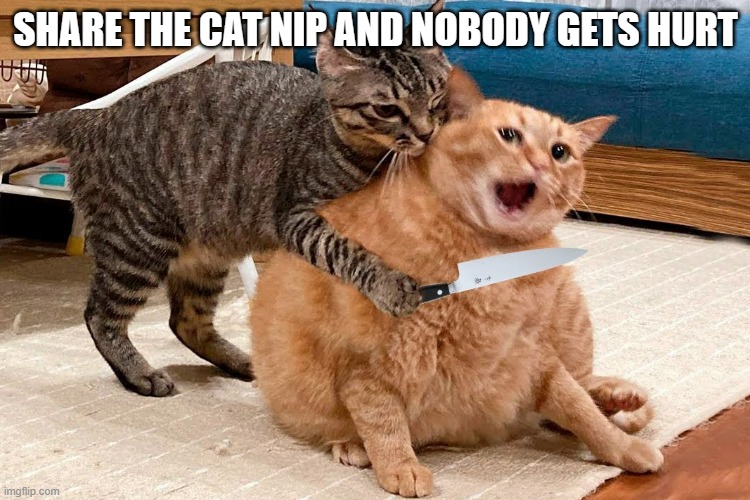 meme by Brad share the cat nip and nobody gets hurt | SHARE THE CAT NIP AND NOBODY GETS HURT | image tagged in cats,cat,cat memes,cat meme,humor | made w/ Imgflip meme maker