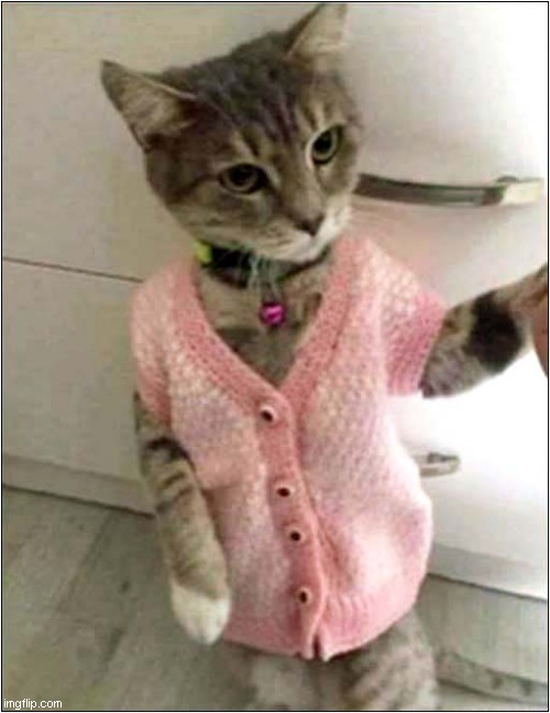 When You Leave Your Cat With Granny ! | image tagged in cats,granny,knitting | made w/ Imgflip meme maker