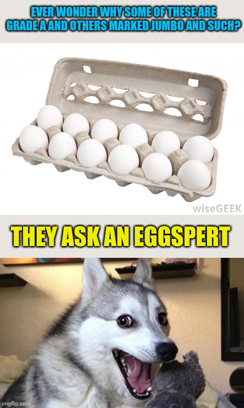 Dad joke alert | EVER WONDER WHY SOME OF THESE ARE GRADE A AND OTHERS MARKED JUMBO AND SUCH? THEY ASK AN EGGSPERT | image tagged in dozen eggs,pun dog - husky | made w/ Imgflip meme maker