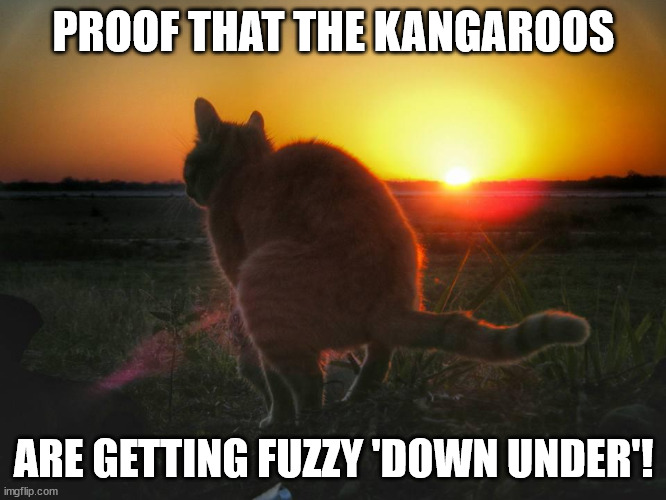 Fuzzy Kangaroos | PROOF THAT THE KANGAROOS; ARE GETTING FUZZY 'DOWN UNDER'! | image tagged in cat kangaroo outback australia | made w/ Imgflip meme maker