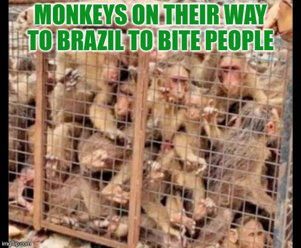 Hop on the bus. | MONKEYS ON THEIR WAY TO BRAZIL TO BITE PEOPLE | image tagged in you're going to brazil,monkeys | made w/ Imgflip meme maker