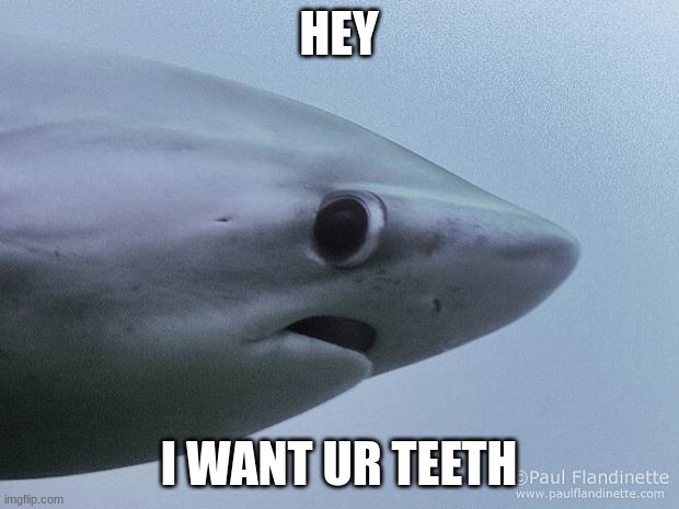 Awkward Shark | HEY; I WANT UR TEETH | image tagged in awkward shark | made w/ Imgflip meme maker