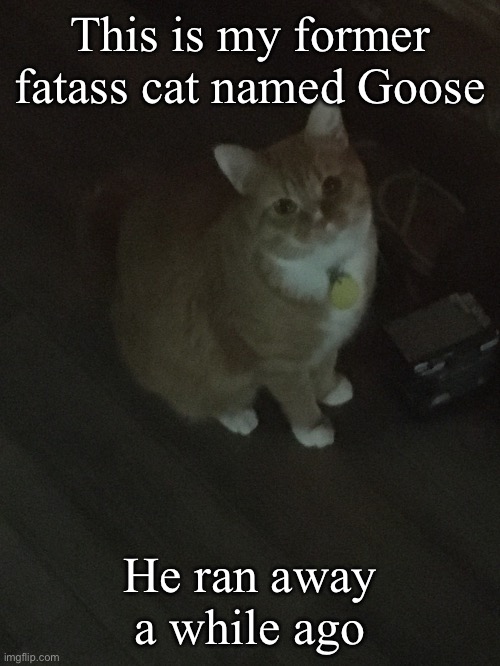 We also nicknamed him Garfield when he got fat | This is my former fatass cat named Goose; He ran away a while ago | made w/ Imgflip meme maker