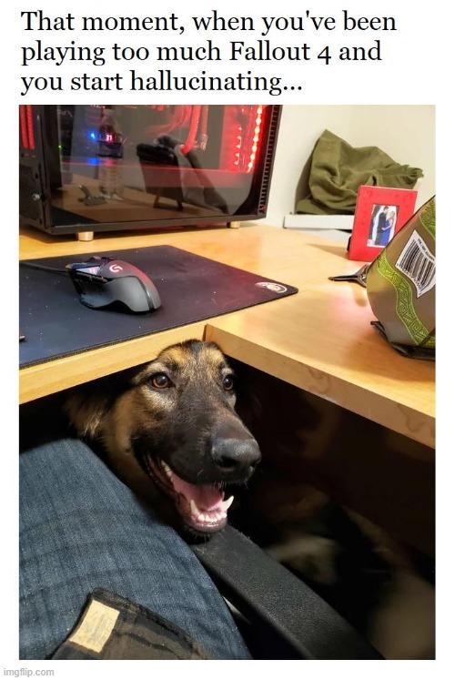 Dogmeat | image tagged in memes,funny,dog,lol,fallout 4,relatable | made w/ Imgflip meme maker
