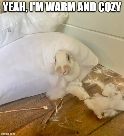 Stuffing | YEAH, I'M WARM AND COZY | image tagged in bunnies | made w/ Imgflip meme maker