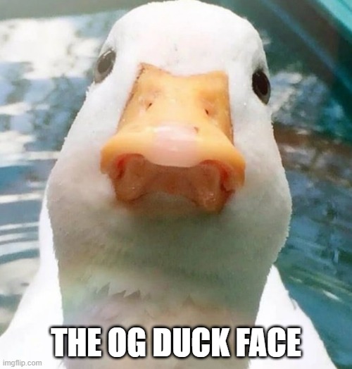Duck Face | THE OG DUCK FACE | image tagged in ducks | made w/ Imgflip meme maker