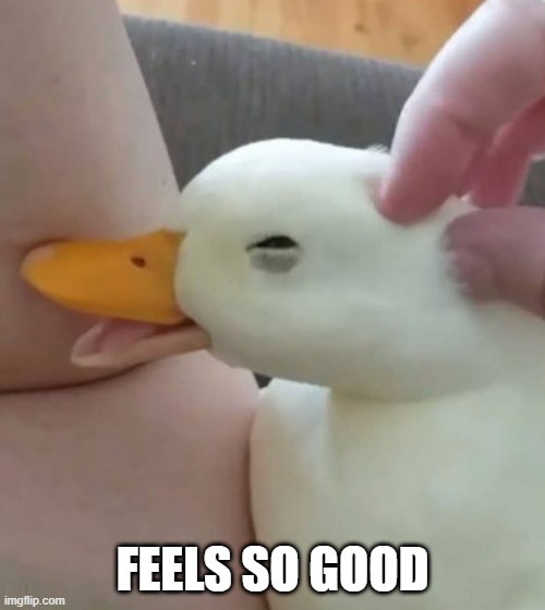 Duck Rub | FEELS SO GOOD | image tagged in ducks | made w/ Imgflip meme maker