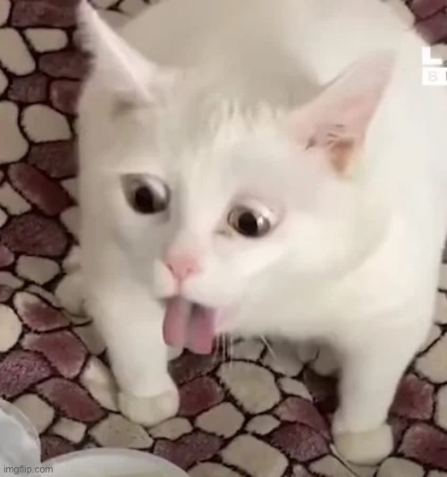 cat gag | image tagged in cat gag | made w/ Imgflip meme maker