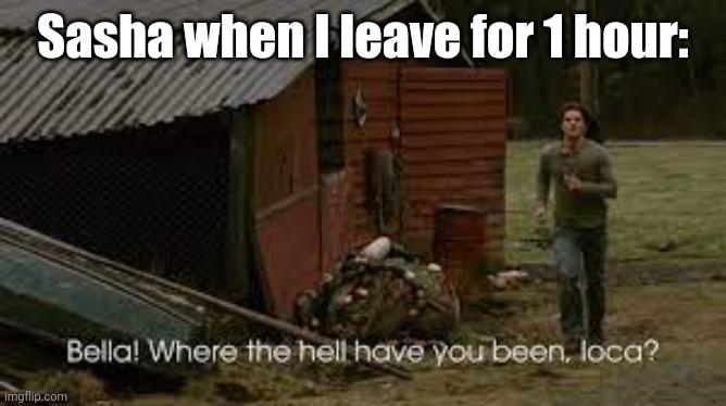 where the hell have you been loca | Sasha when I leave for 1 hour: | image tagged in where the hell have you been loca | made w/ Imgflip meme maker