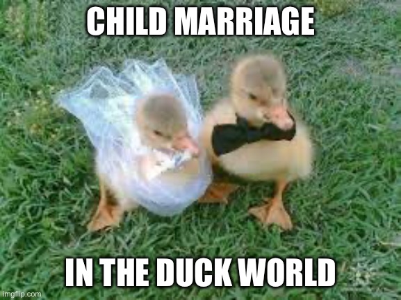 Child marriage | CHILD MARRIAGE; IN THE DUCK WORLD | image tagged in children,duckling,marriage | made w/ Imgflip meme maker