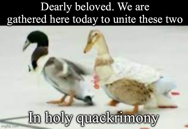 Duck wedding | Dearly beloved. We are gathered here today to unite these two; In holy quackrimony | image tagged in wedding,marriage,husband wife,ducks | made w/ Imgflip meme maker
