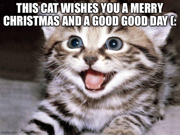 Know it’s too late for this but…. | THIS CAT WISHES YOU A MERRY CHRISTMAS AND A GOOD GOOD DAY (: | image tagged in cute kitten hopes | made w/ Imgflip meme maker