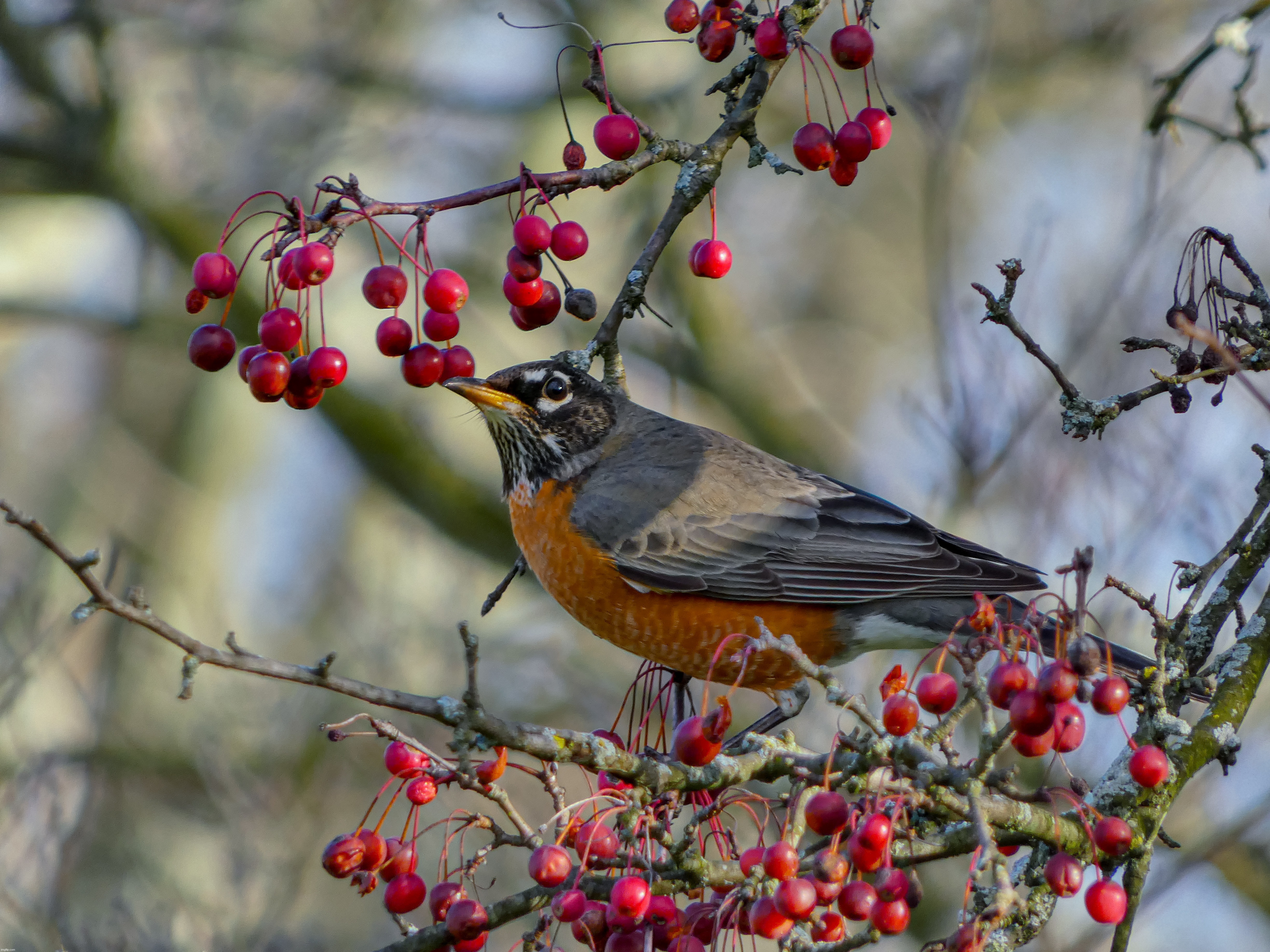 This American Robin was feasting on some winter berries today | image tagged in share your own photos | made w/ Imgflip meme maker