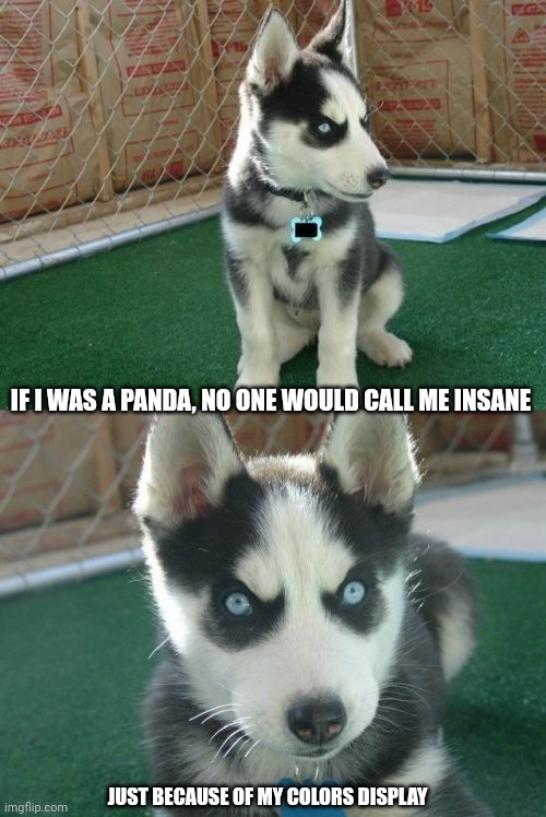 Insanity Puppy | IF I WAS A PANDA, NO ONE WOULD CALL ME INSANE; JUST BECAUSE OF MY COLORS DISPLAY | image tagged in memes,insanity puppy | made w/ Imgflip meme maker
