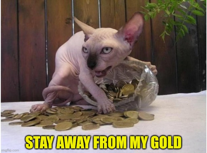 Hairless cat hoarding precious coins | STAY AWAY FROM MY GOLD | image tagged in hairless cat hoarding precious coins | made w/ Imgflip meme maker