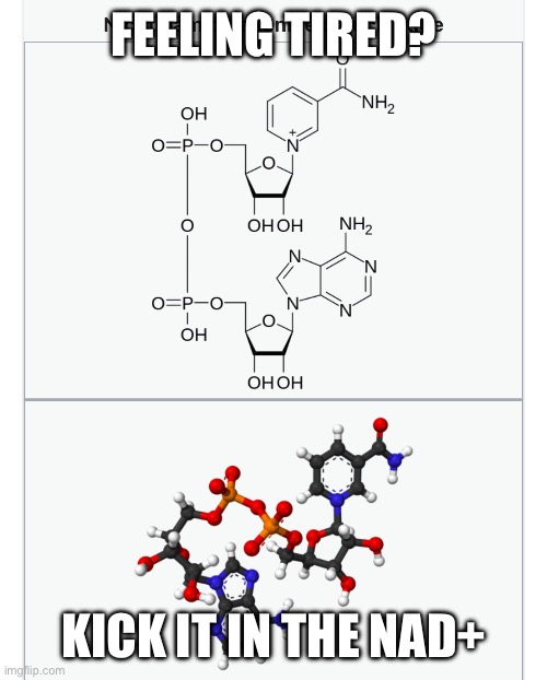 One way Mitochondria are the powerhouse of the cell | FEELING TIRED? KICK IT IN THE NAD+ | image tagged in mitochondria,cool stuff your teachers want you to know | made w/ Imgflip meme maker