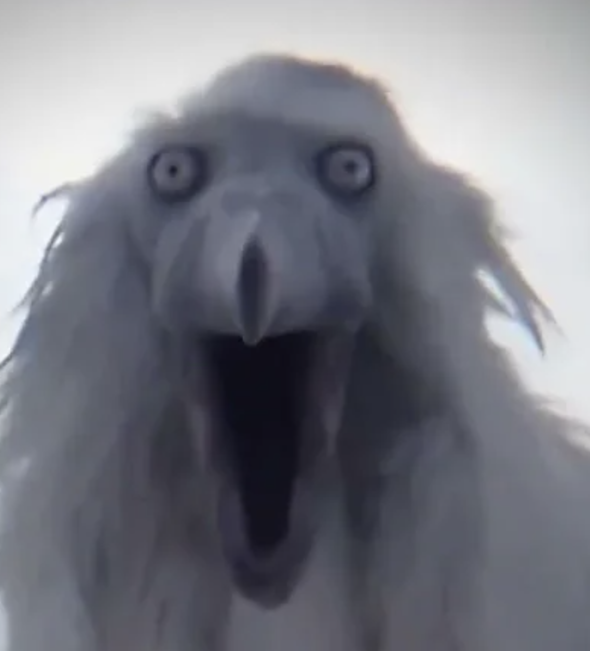 Calm luh fit bird scream Blank Meme Template