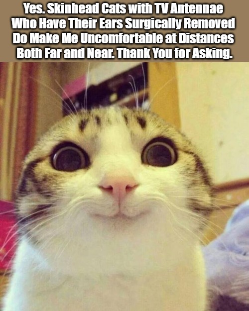 Buzz No-ears | Yes. Skinhead Cats with TV Antennae 

Who Have Their Ears Surgically Removed 

Do Make Me Uncomfortable at Distances 

Both Far and Near. Thank You for Asking. | image tagged in dank meme,smiling cat,meta memage,domestic kittens,too close,extreme felines | made w/ Imgflip meme maker